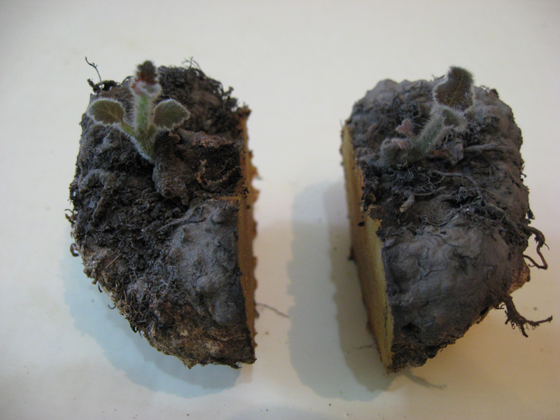 Séparation des tubercules de bégonia