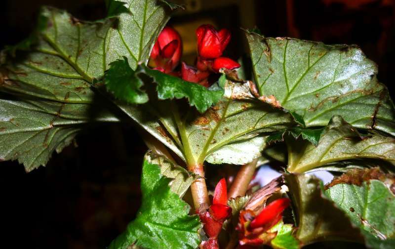 L'apparition de taches sur les feuilles