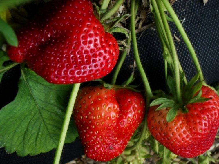 variété de pandore