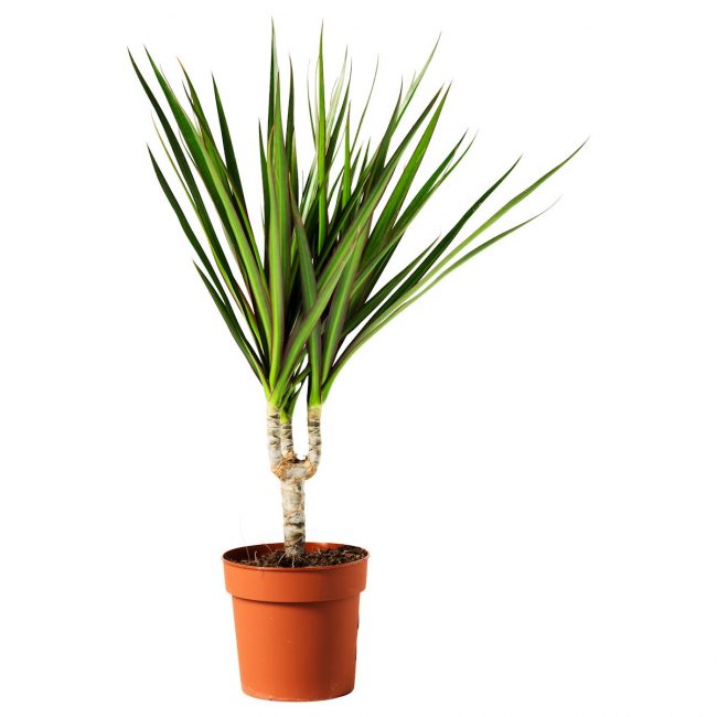 Dracaena frangé