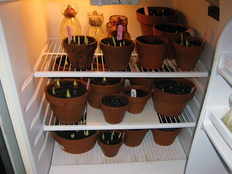 La première étape de la distillation au réfrigérateur