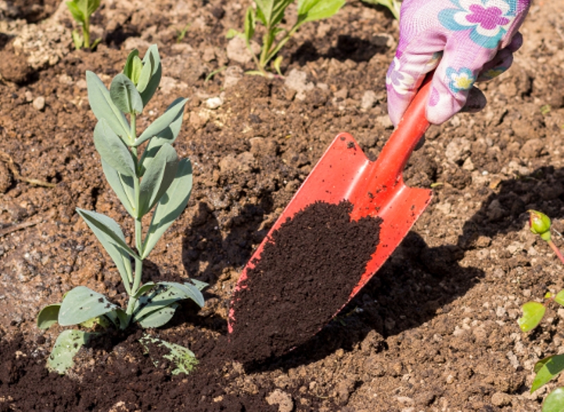 Choisissez un site d'atterrissage ensoleillé et à l'abri du vent. Dans ce cas, la fleur s'ouvrira dans toute sa splendeur.
