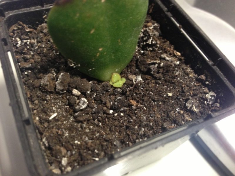 Une feuille d'un arbre d'argent fixée dans le sol a déjà germé.