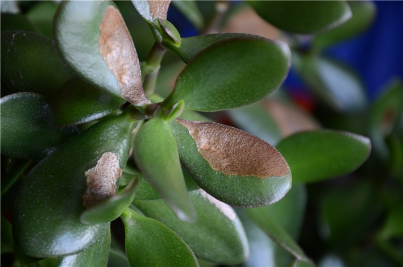 Un bon exemple d'une maladie d'un arbre d'argent due à un manque d'humidité dans le sol.