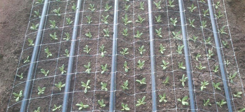 Irrigation goutte à goutte de l'eustomie