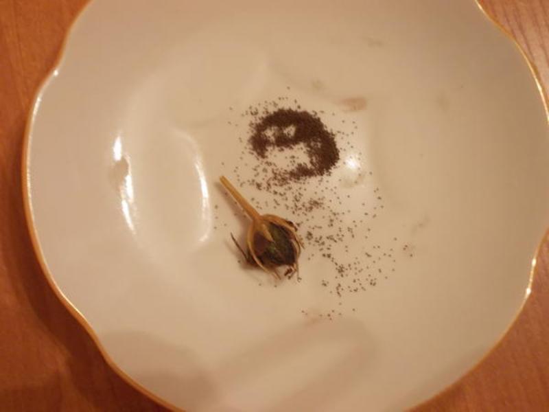 Graines de Rose d'Irlande