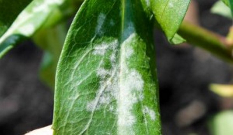 maladie des feuilles