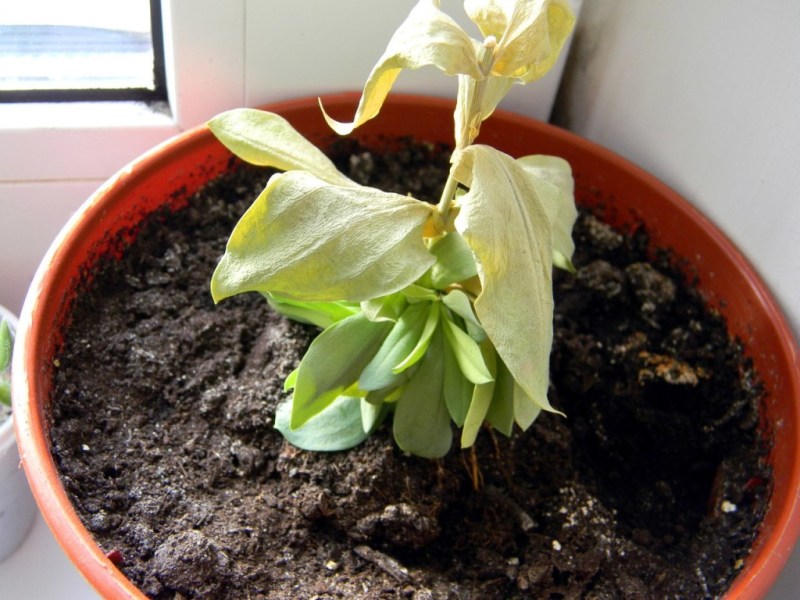 Plante préparée pour l'hivernage