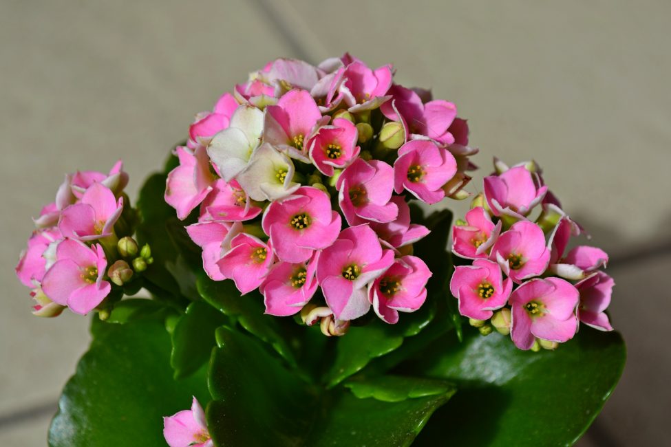Fleur de Kalanchoe (120+ photos et vidéos) - soins à domicile, transplantation, reproduction, propriétés utiles + Avis
