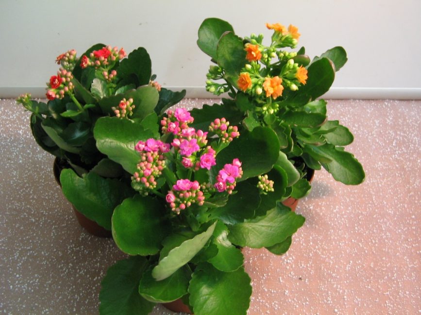 Fleur de Kalanchoe (120+ photos et vidéos) - soins à domicile, transplantation, reproduction, propriétés utiles + Avis