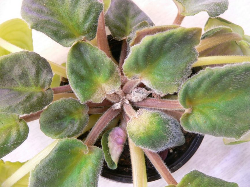 Violet: description (80+ Photos), variétés, soins et reproduction à domicile + Avis