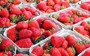 Fraises - description des 33 meilleures variétés : variétés précoces, de mi-saison, tardives et remontantes