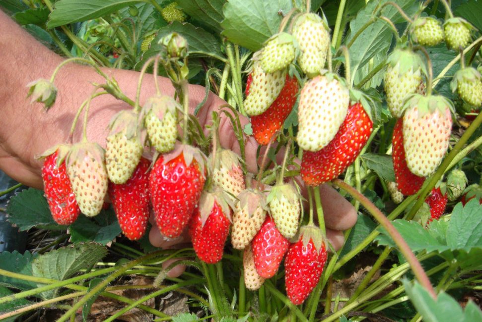 variété merveilleuse de fraise