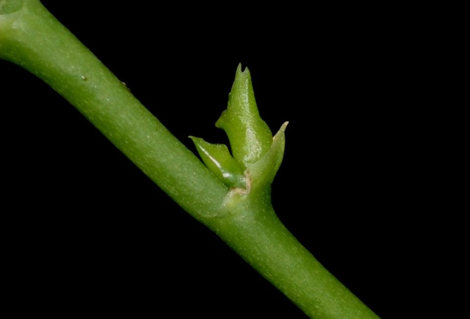 pousses latérales d'orchidées