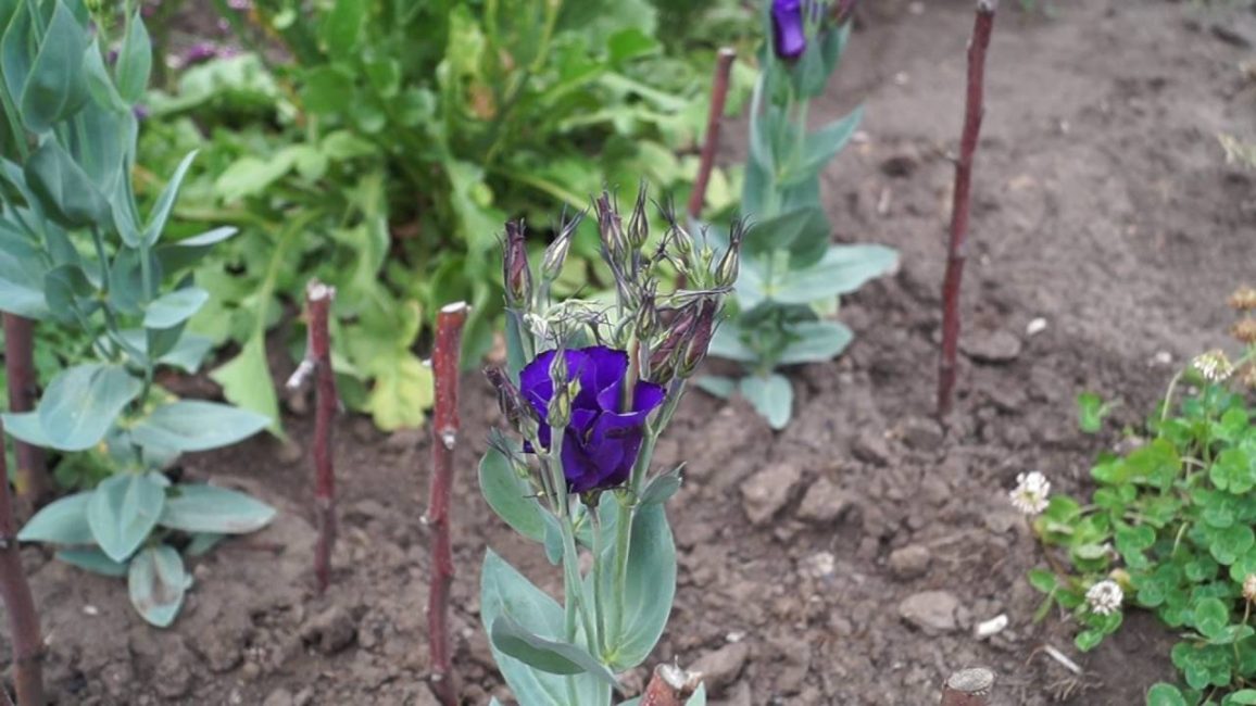 Eustoma en pleine terre