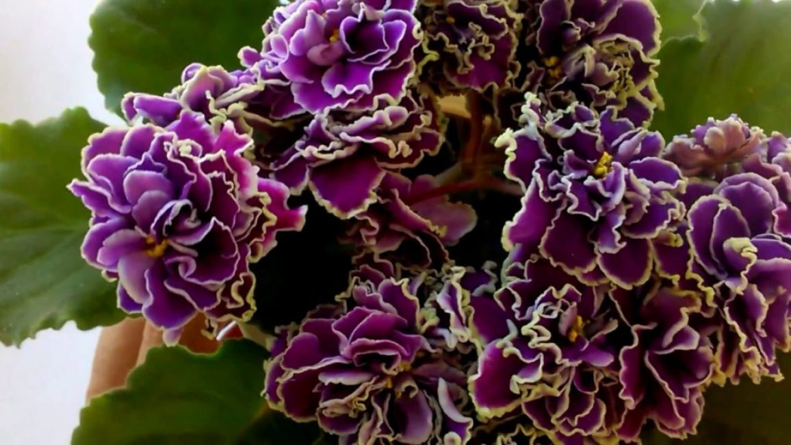 Violet: description (80+ Photos), variétés, soins et reproduction à domicile + Avis