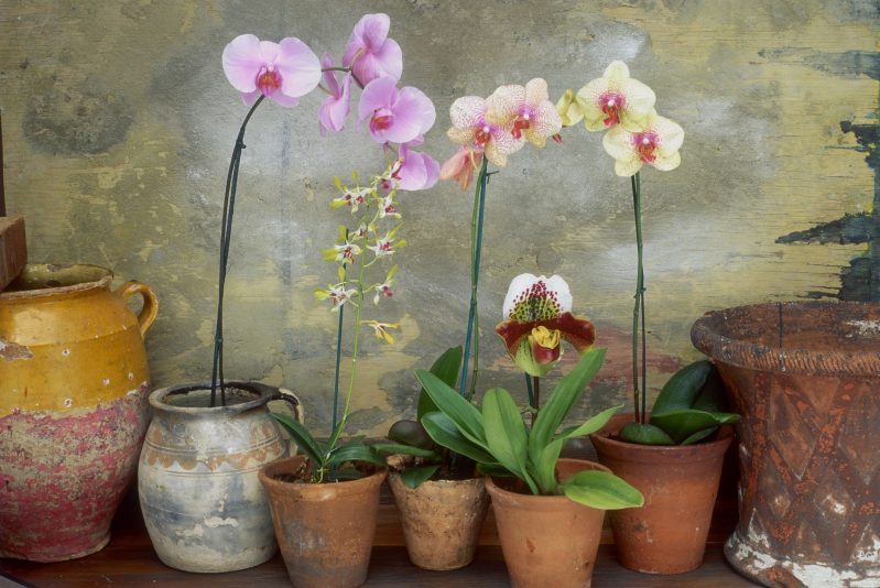 orchidées en pots