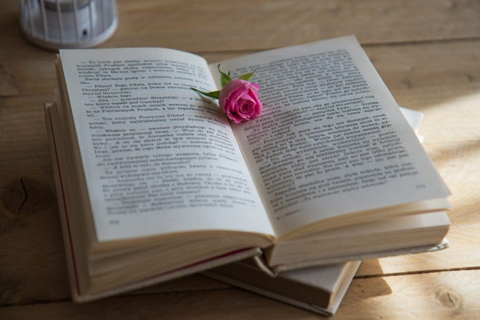 bouton de rose sur un livre
