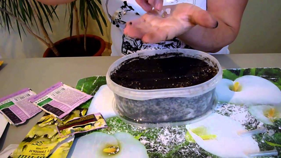 Un récipient large et peu profond est recouvert de verre ou de film