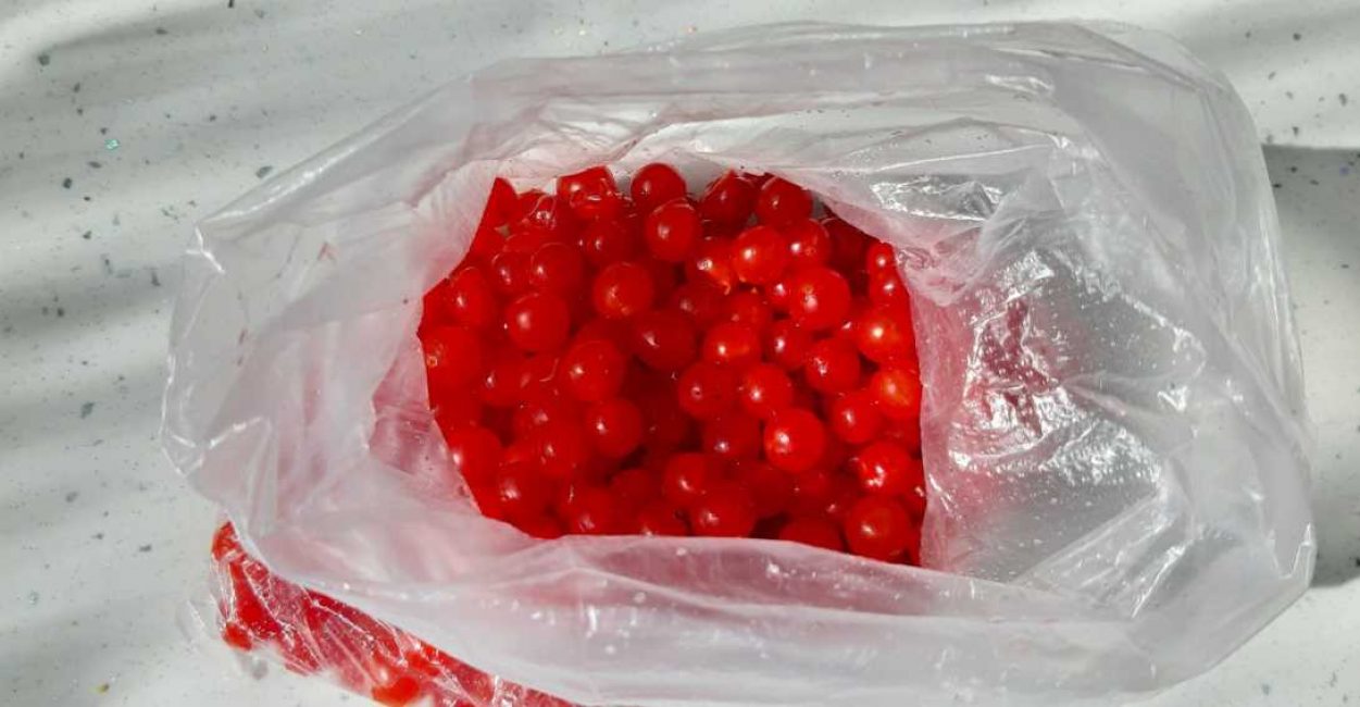 Berry Kalina Red: et ses propriétés bénéfiques et contre-indications, 10 recettes folkloriques