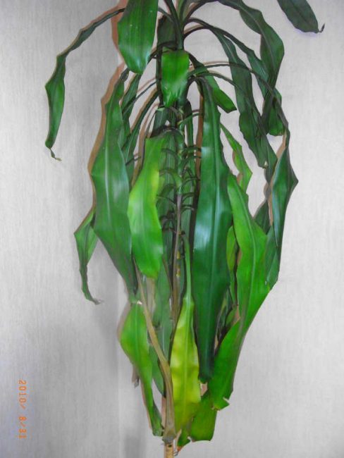 Dracaena pourrit