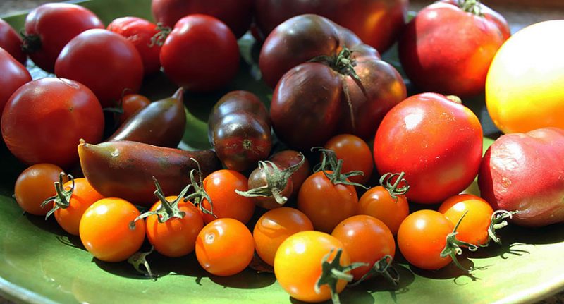 différents types de tomates