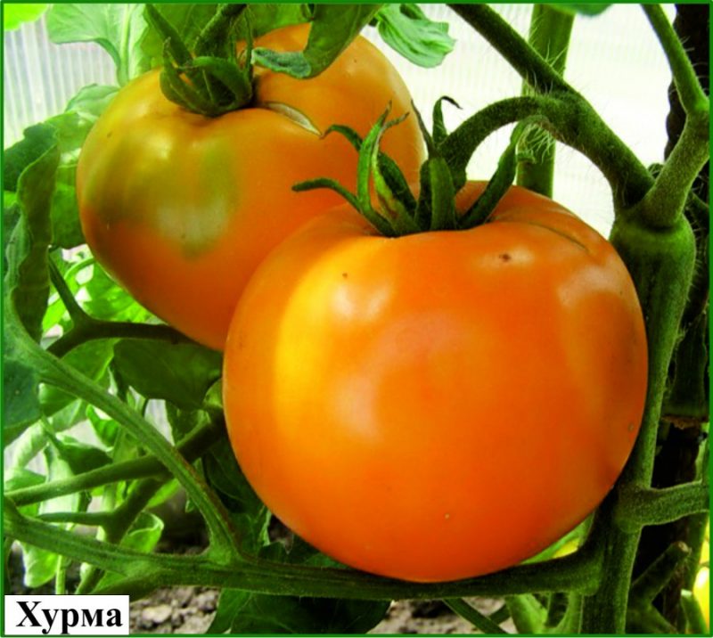 tomate khupma