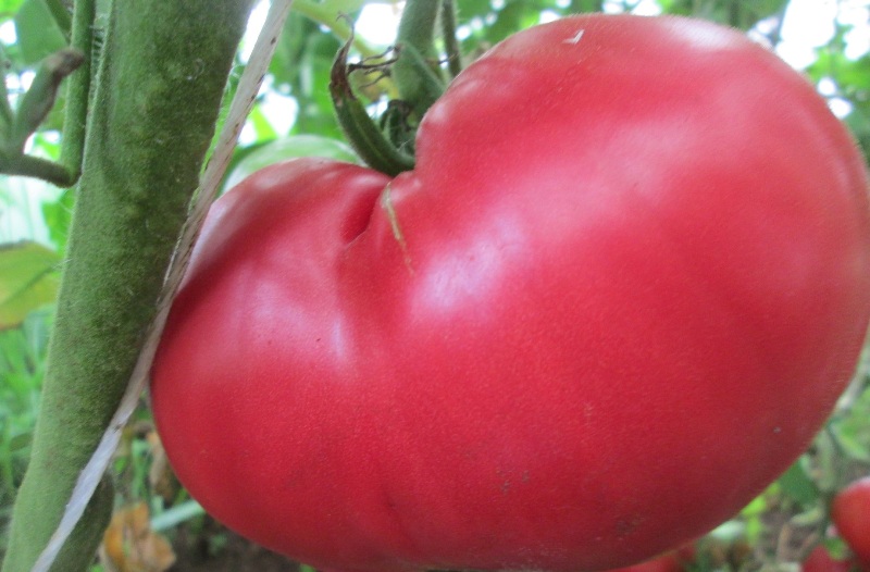 tomate miel rose