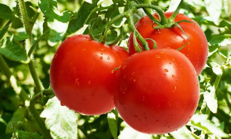 Tomate F-1 rouge-rouge