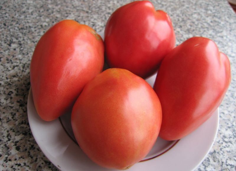 noble tomate