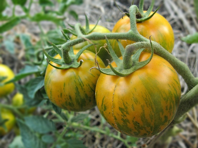 tomate de maître d'équipage