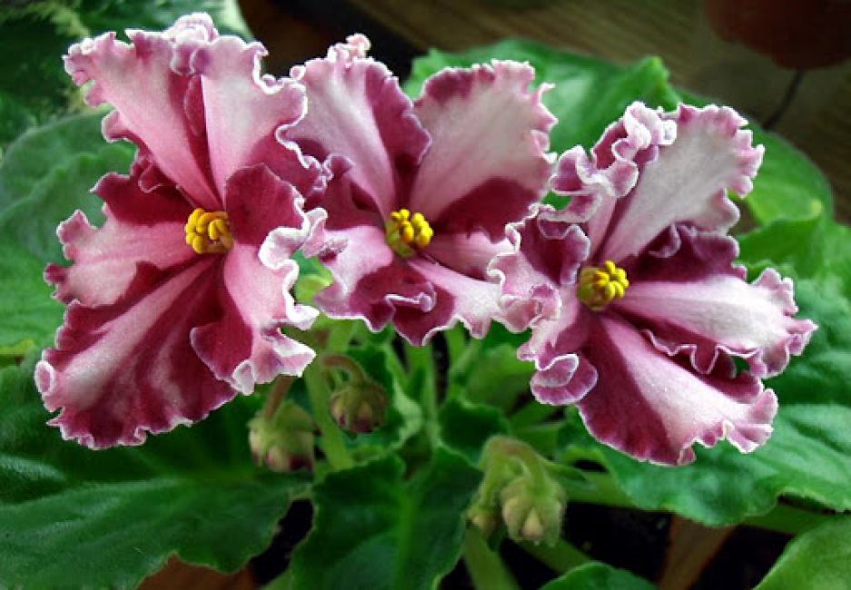 Violet: description (80+ Photos), variétés, soins et reproduction à domicile + Avis