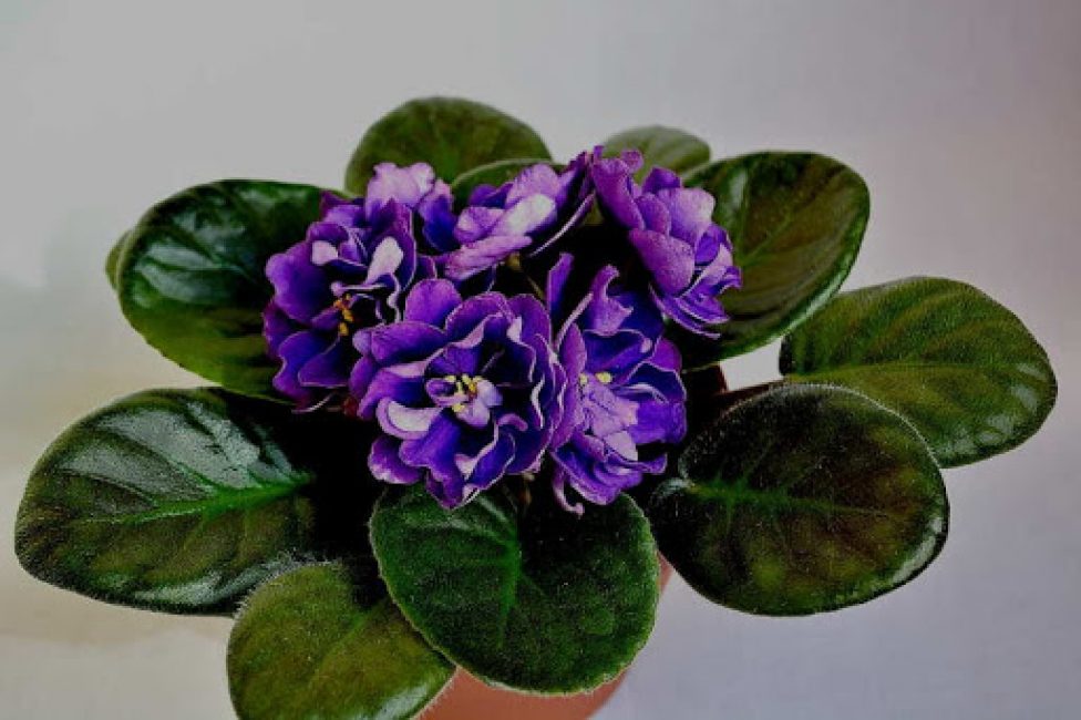 Violet: description (80+ Photos), variétés, soins et reproduction à domicile + Avis