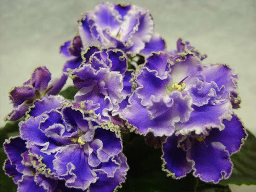 Violet: description (80+ Photos), variétés, soins et reproduction à domicile + Avis