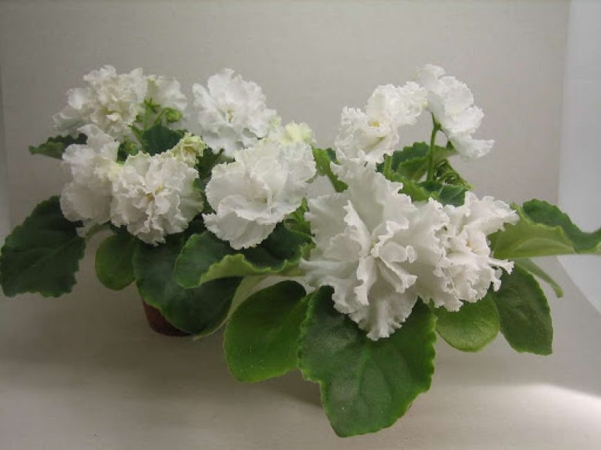 Violet: description (80+ Photos), variétés, soins et reproduction à domicile + Avis