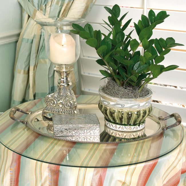 Arbre à dollars dans des conditions confortables