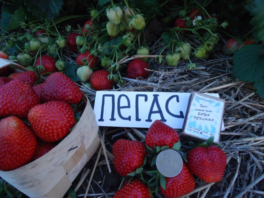 Variété de fraise Pégase