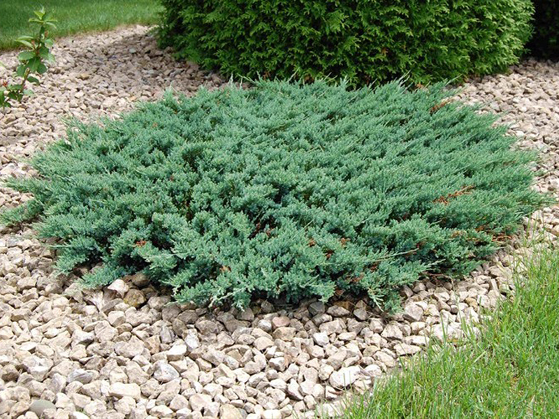 Genévrier rampant dans les pierres