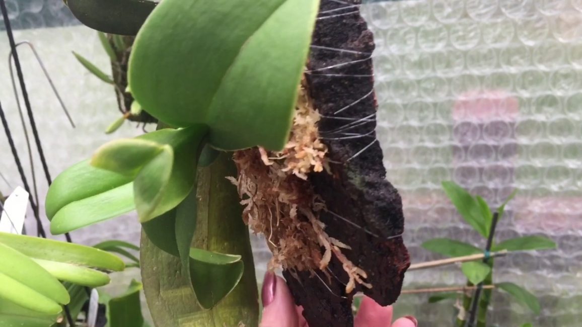 Orchidée sur un bloc fabriqué à partir d'un morceau d'écorce. Les feuilles pointent vers le bas.