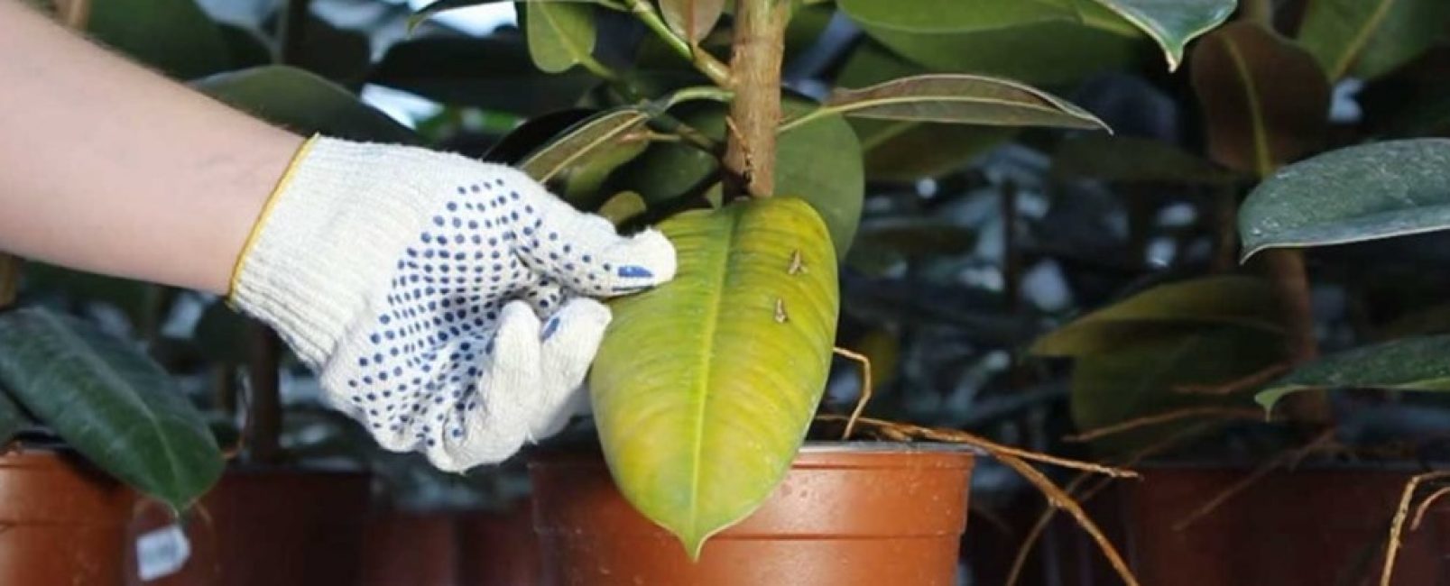 Brûlures thermiques du ficus surchauffé