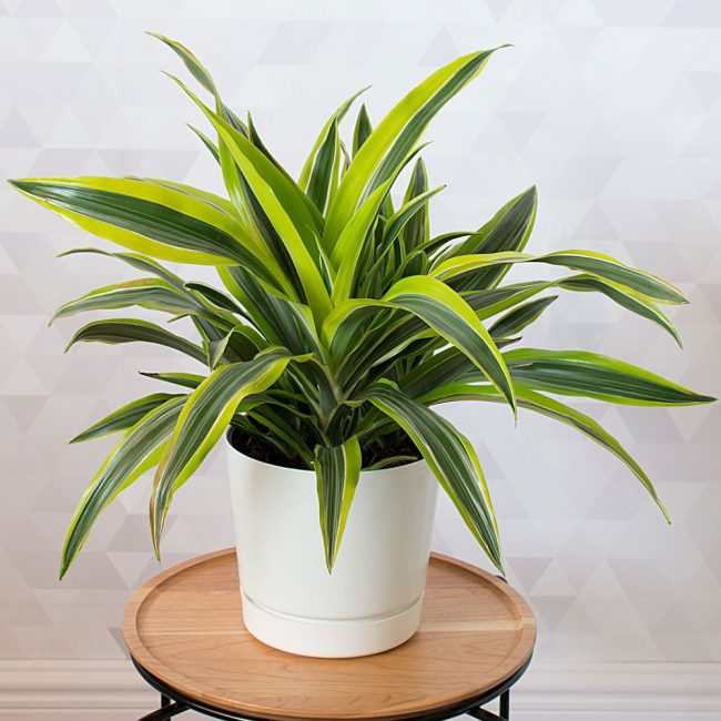 Dracaena parfumé