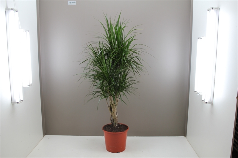 Un exemple d'éclairage artificiel