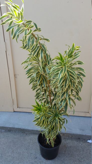 Dracaena déplié