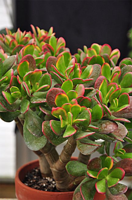 coucher de soleil crassule