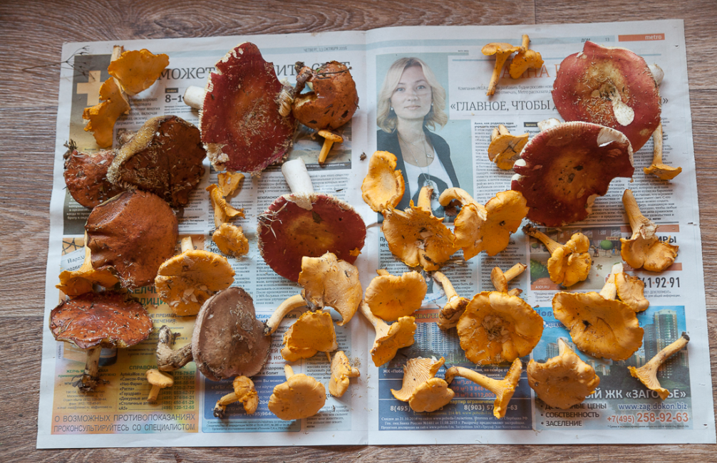 champignons disposés sur un journal