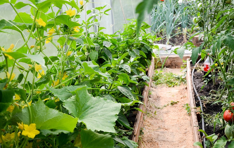 Concombres et tomates dans une serre