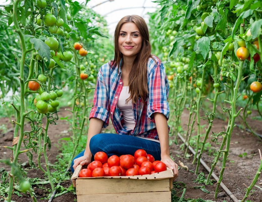 fille dans une serre avec une récolte de tomates