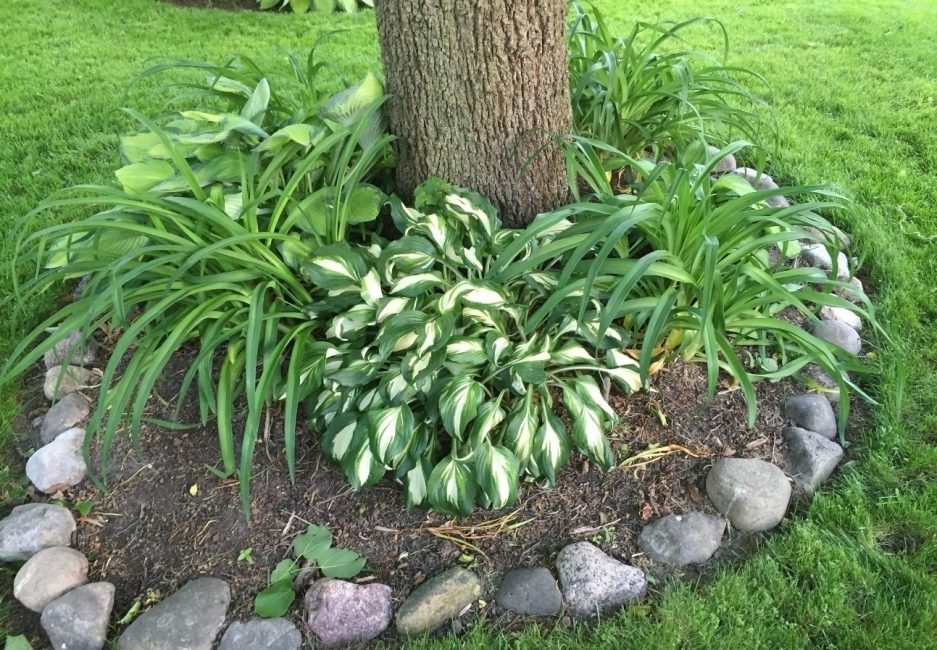 Même un arbre peut devenir un élément de composition