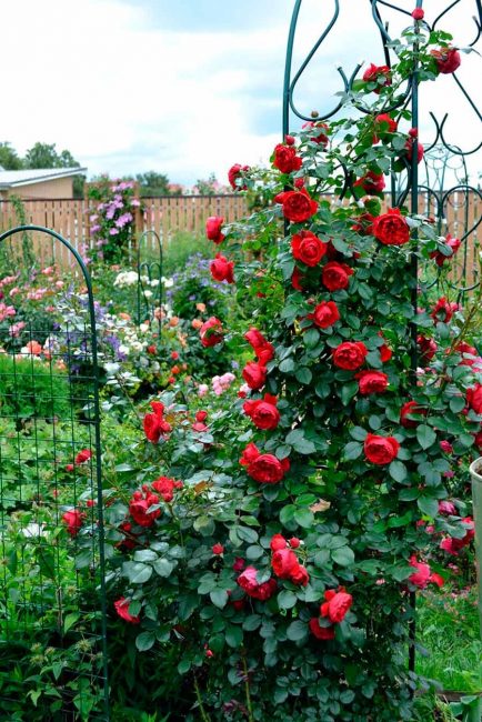 L'entrée du jardin acquerra un certain mystère.