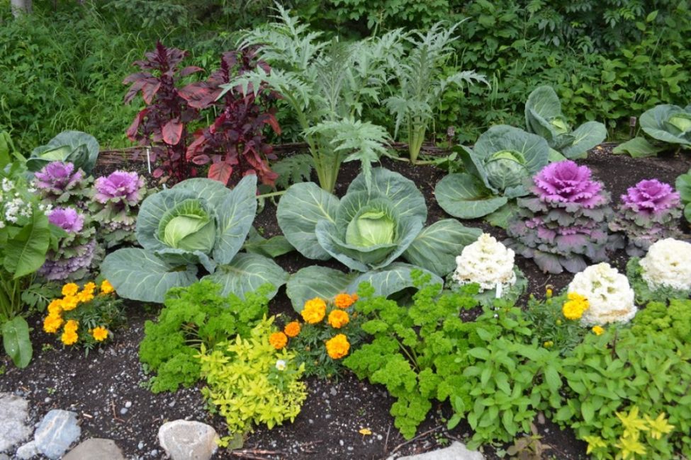 Mélange de légumes et de fleurs